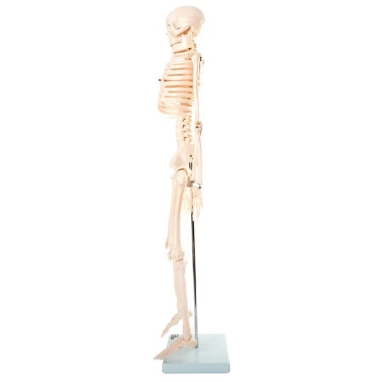 Side of Skeleton