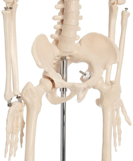 Hips of Skeleton