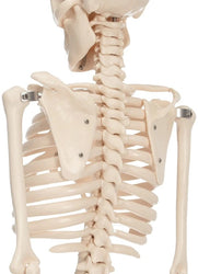 Spine of Skeleton
