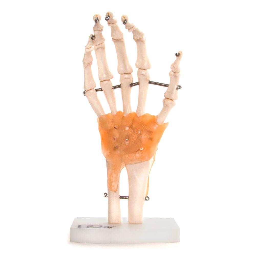 Anatomical Joint Models Available in Ireland | Physiosupplies