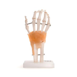 Anatomical hand Model
