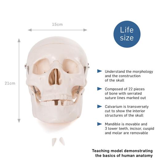 Life Size Human Skull