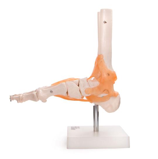 Foot Joint Anatomical Model