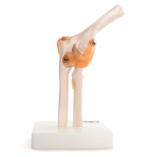 Anatomical Elbow Model
