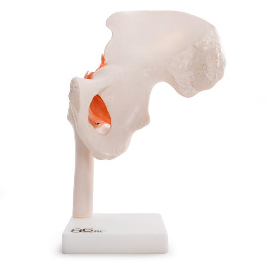 Anatomical Hip Joint Model
