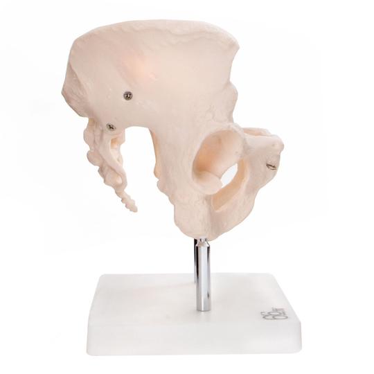 Pelvis Anatomical Model