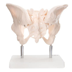Female Pelvis Anatomy