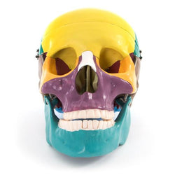 Painted Human Skull Model