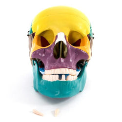 Painted Life Size Human Skull