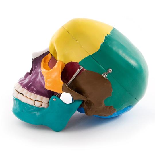 Painted Skull Model