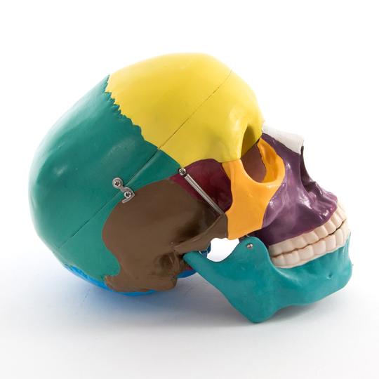 Painted Anatomical Skull