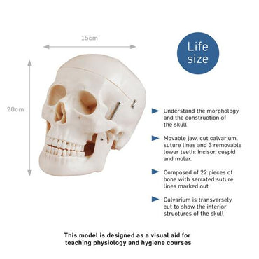 Anatomical Skull