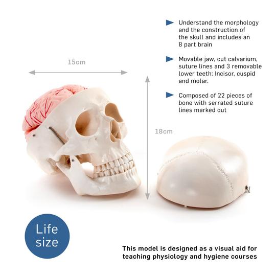 Human Skull and Brain