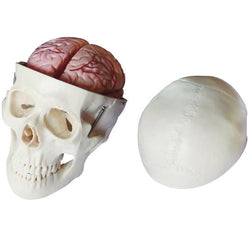 Anatomical Skull and Brain