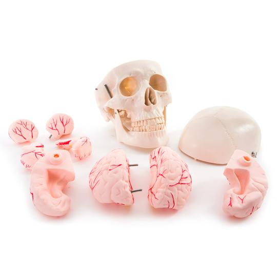 Life Size Skull and Brain