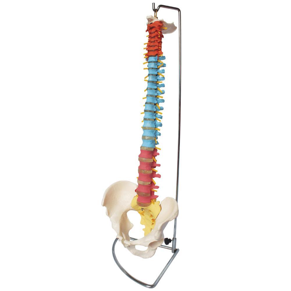 Coloured Spinal Column