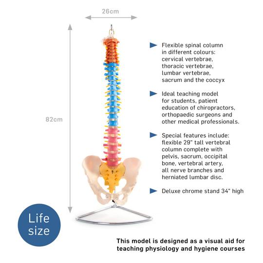 Description of Flexible Spinal Column