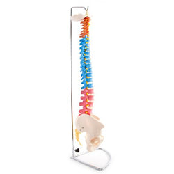 Side of colour vertebral column