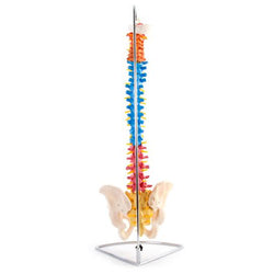 Back of colour spinal column