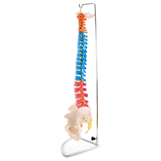 Side of colour spinal column with pelvis
