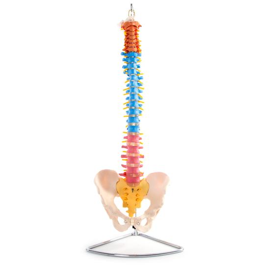 Front of Coloured Spinal Column with pelvis 