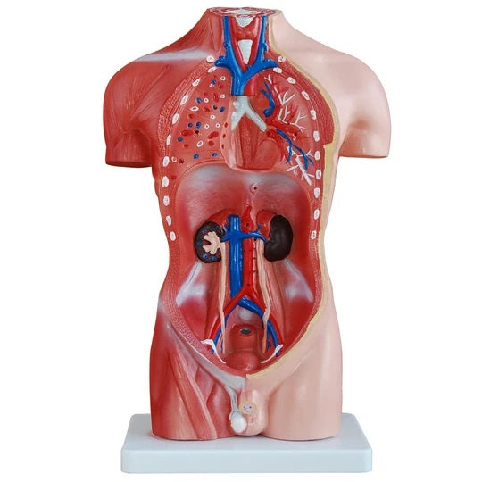 Thirteen Part Anatomical Model