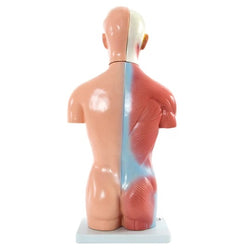 Male Torso Anatomical Model