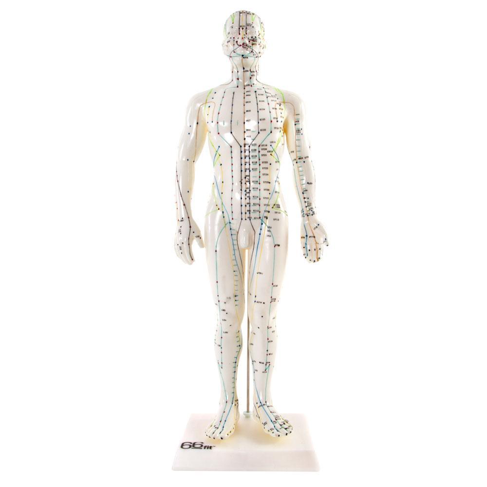 Male Acupuncture Model