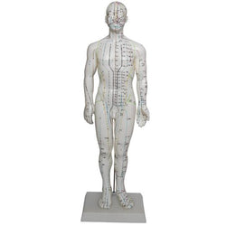 Front of Acupuncture model