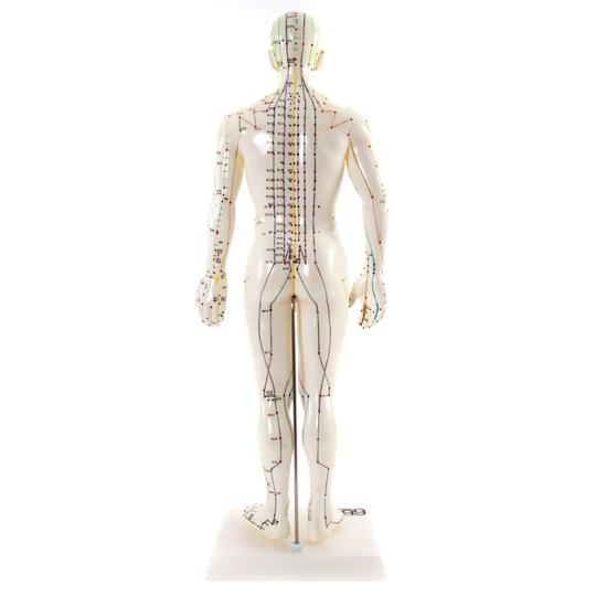 Back of Acupuncture Model