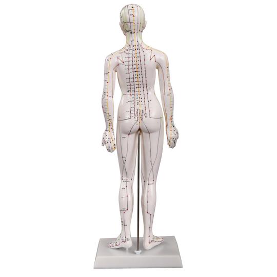 Back of female acupuncture model
