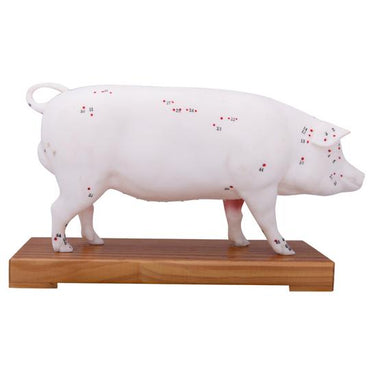 Pig Acupuncture Points