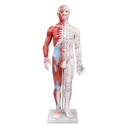 Muscle Acupuncture model front