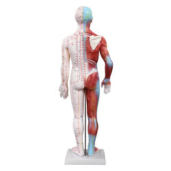 Back of Muscle Acupuncture model