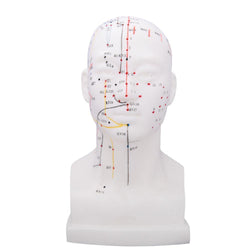 Anatomical Head Acupuncture Model