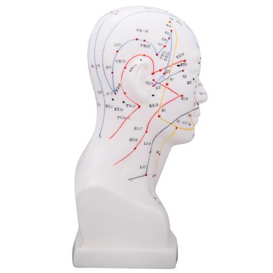 Human Head Acupuncture Model