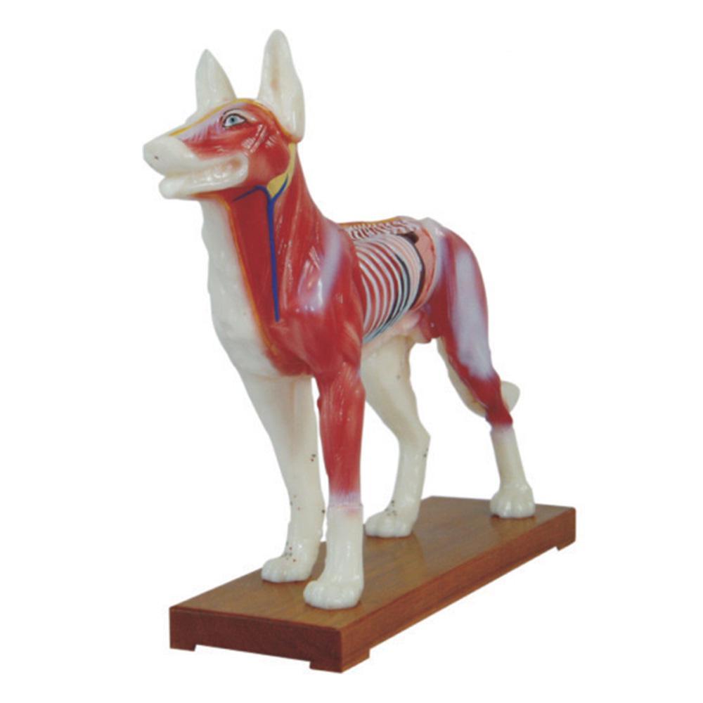 Dog Acupuncture