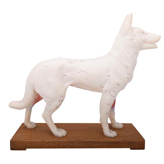 Dog Acupuncture Points
