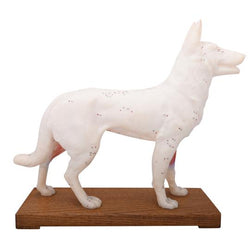 Dog Acupuncture Points