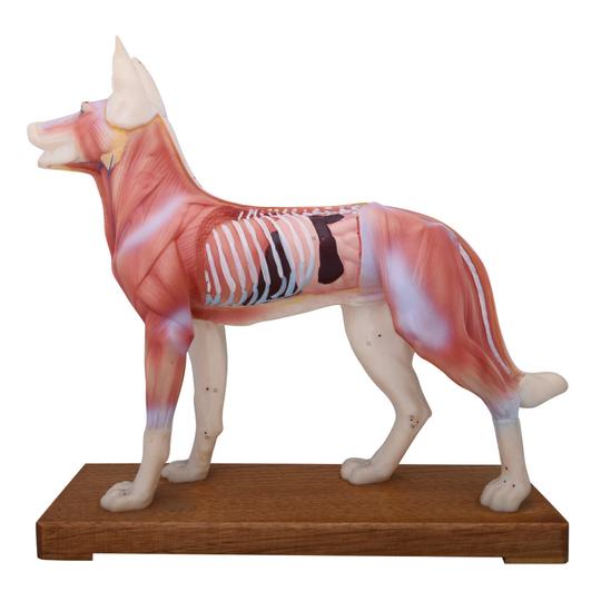 Dog Acupuncture Model