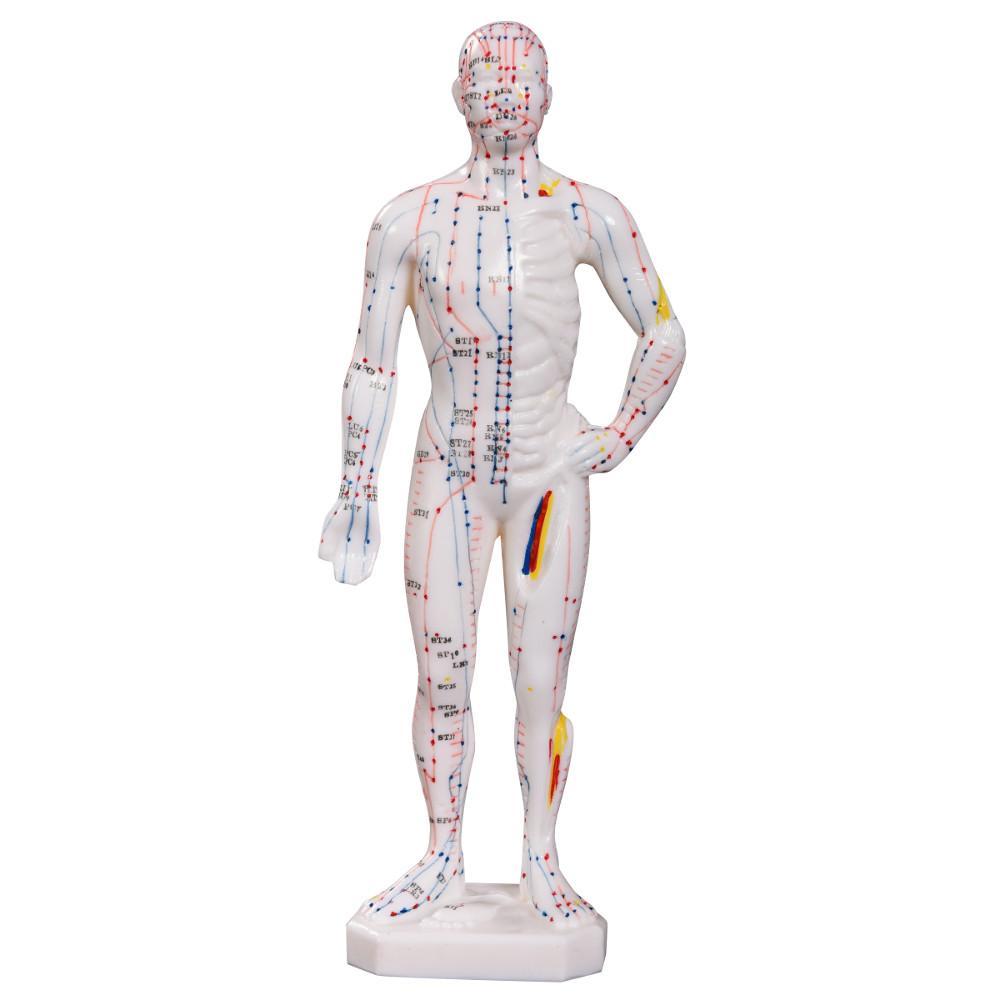 Acupuncture male model front