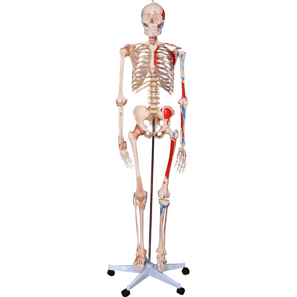 Human Skeleton with Muscles and Ligaments