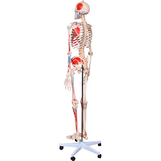 Human Size Skeleton