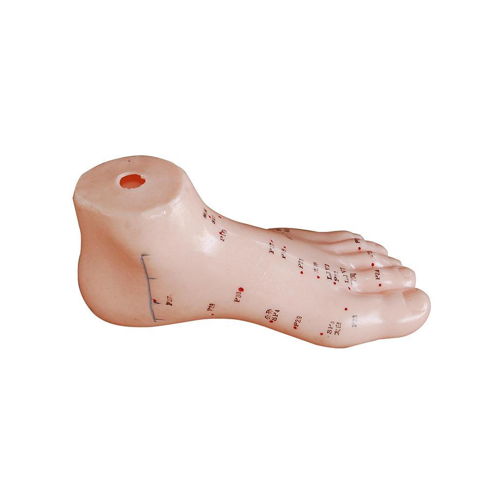 Foot Acupuncture Model