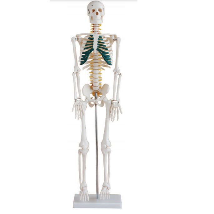 Skeleton with Nerves