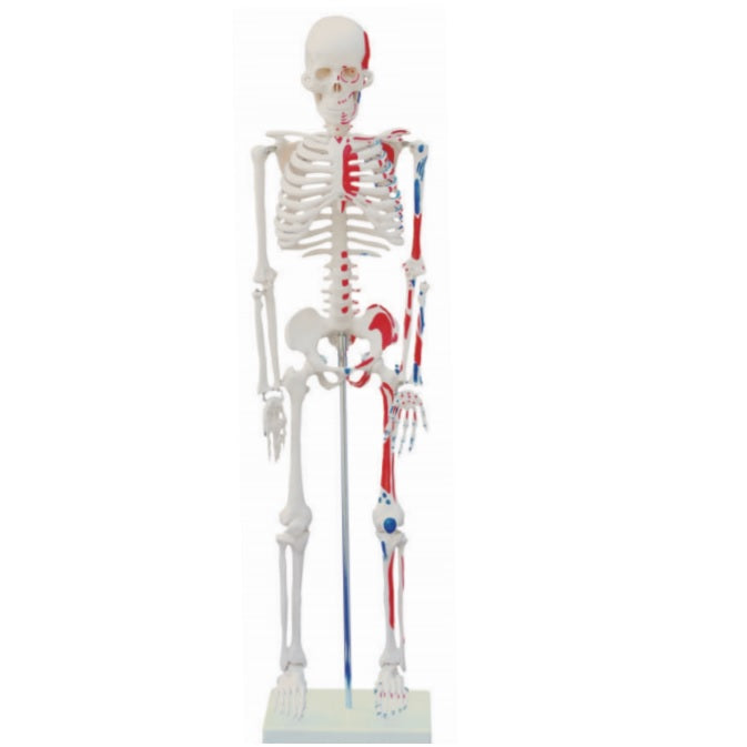 Skeleton with Painted Muscles