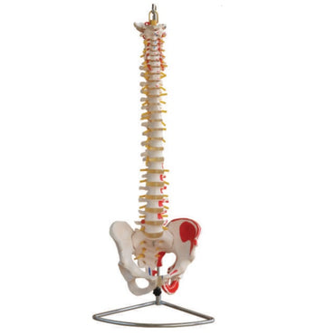Vertebral Spine with Painted Muscles