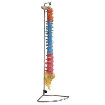 Spine Model with Colour