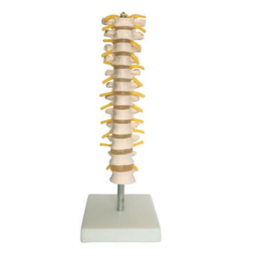 Spinal Column Model