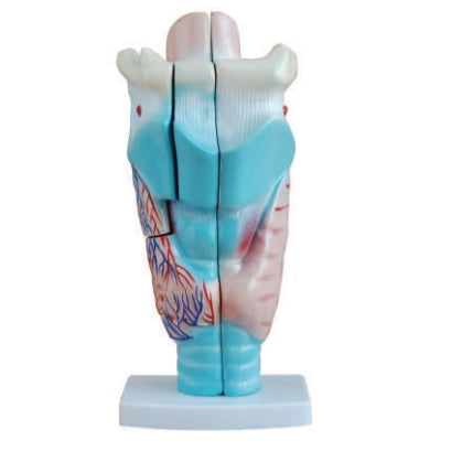 Larynx Anatomical Model
